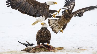 EEUU: Casi 50% de águilas calvas están envenenadas con plomo