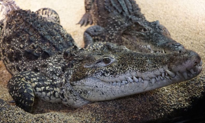 El cocodrilo cubano es uno de los más agresivos de su especie.