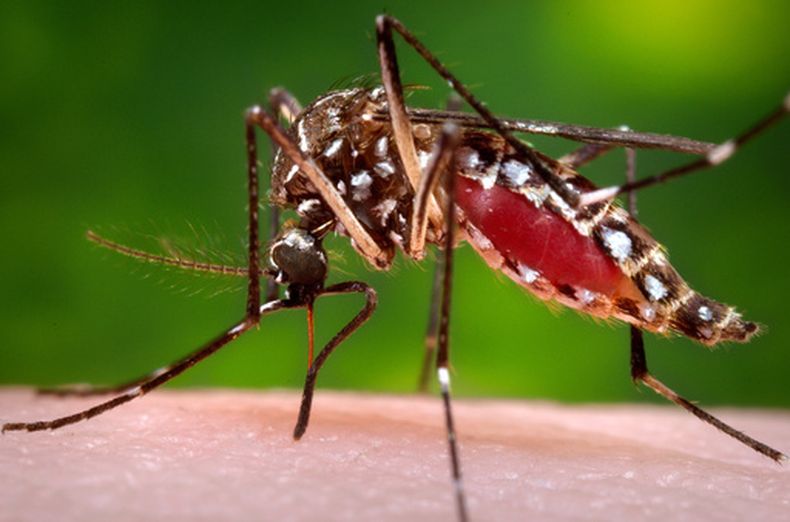 ARCHIVO - Esta foto de 2006, proporcionada por los Centros para el Control y la Prevención de Enfermedades de EEUU, muestra a una hembra del mosquito Aedes aegypti en el momento de alimentarse de la sangre de un huésped humano. (James Gathany/Centros para el Control y la Prevención de Enfermedades vía AP/Archivo)