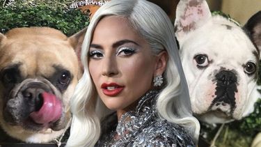 lady gaga ofrece medio millon de dolares como recompensa por sus perros