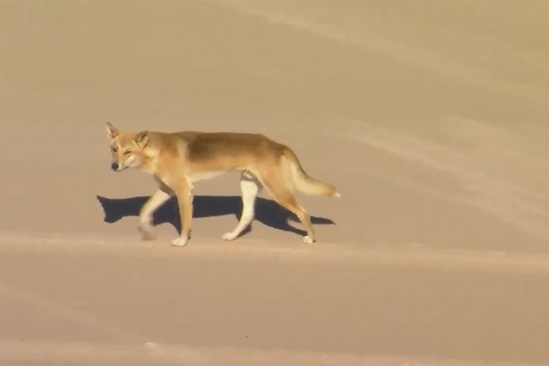 En esta imagen aérea tomada de un video, un dingo camina por la playa en Kgari, antes conocida como Fraser Island, Australia, el 17 de julio de 2023. (AuBC/CHANNEL 7/CHANNEL 9 vía AP)