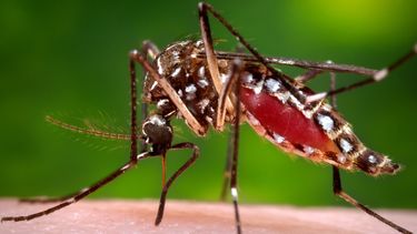 el zika obliga al regimen  a iniciar una segunda campana intensiva