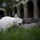 Coco mordisquea una brizna de hierba en un jardín del Palacio Nacional en Ciudad de México, el jueves 4 de marzo de 2024. Hay 19 gatos con carta blanca en el Palacio Nacional de México, que recorren desde hace mucho los frondosos jardines y antiguos salones coloniales de uno de los edificios más emblemáticos del país. (AP Foto/Eduardo Verdugo)