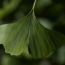 Hojas fósiles revelan clima en la era de los dinosaurios
