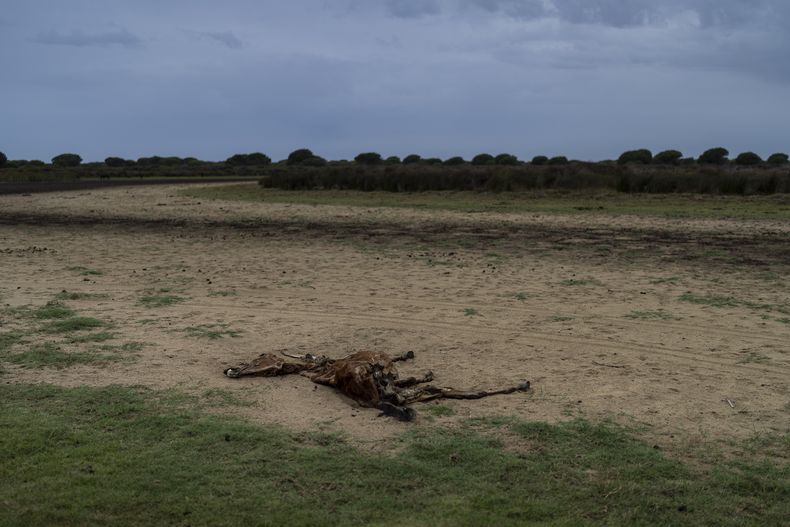 Foto tomada en el parque Doñana, en el sudoeste de España, el 19 de octubre de 2022. (Foto AP/Bernat Armangue)