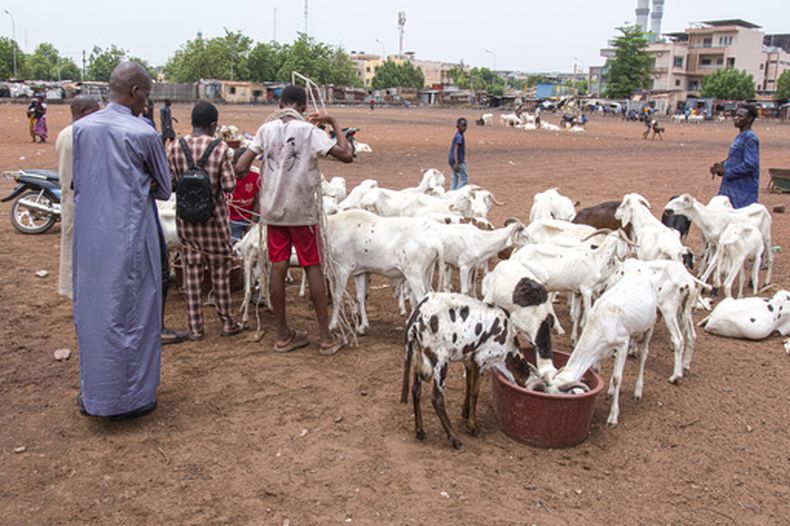 Criadores y compradores, junto a varias cabras a la venta antes del feriado musulmán del Eid al-Adha en Bamako, Mali, el 26 de mayo de 2026. (AP Foto/Boubacary Bocoum)