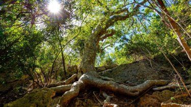 El Departamento de Recursos Naturales y Ambientales compra terrenos para expandir el Bosque Seco de Guánica