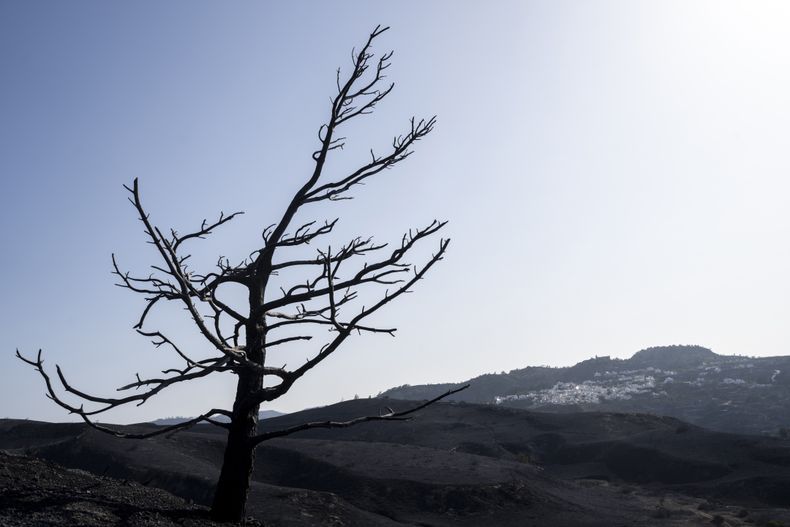 Un árbol quemado se ve en el poblado de Asklipio, en la isla griega de Rodas, en el sureste de Grecia, el miércoles 26 de julio de 2023. Grecia sufre su tercera ola de calor seguida y ha ordenado más evacuaciones por los incendios que llevan días ardiendo sin control. (AP Foto/Petros Giannakouris)