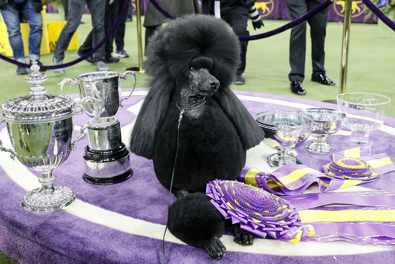 ARCHIVO — Siba, un caniche estándar, posa para fotografías después de ganar el premio Best in Show en la 144a exhibición canina del Westminster Kennel Club, el martes 11 de febrero de 2020, en Nueva York. (Foto AP/John Minchillo, archivo)