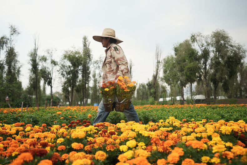 Jesús Cuaxospa trabaja en su plantación de cempasúchil antes de las celebraciones del Día de Muertos, en San Luis Tlaxialtemalco, a las afueras de Ciudad de México, el 17 de octubre de 2025. (AP Foto/Claudia Rosel)