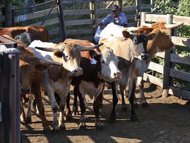 En esta foto del 1 de octubre del 2013, se transportan vacas despu&eacute;s de una subasta en Oklahoma City. En todo el sector rural de Estados Unidos, los agricultores sienten los efectos de la paralizaci&oacute;n de actividades del gobierno federal, dur