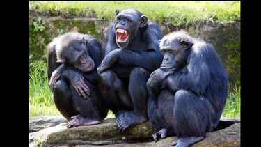 el secreto de por que los chimpances son mas fuertes que los seres humanos