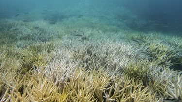 Los océanos se quedan sin oxígeno por calentamiento global