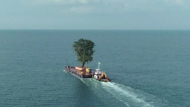 un multimillonario lleva anos transportando arboles en barco para su jardin personal. y no hay quien lo pare