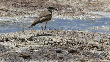 la sequia moderada registra una leve disminucion en la isla