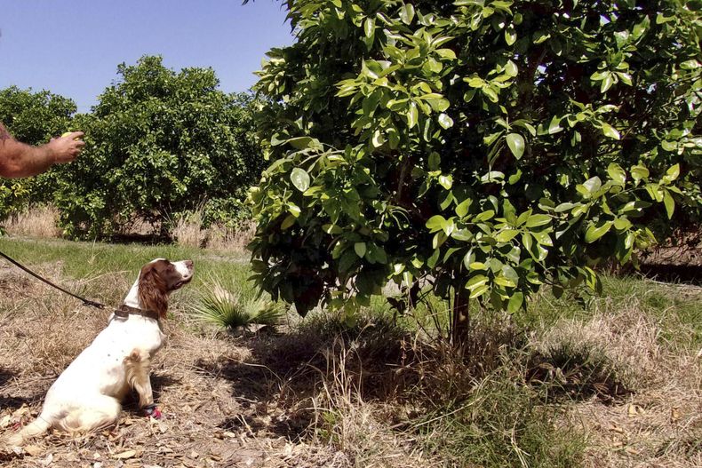 AMN-CIE_PERROS_GRANJEROS-0.jpg