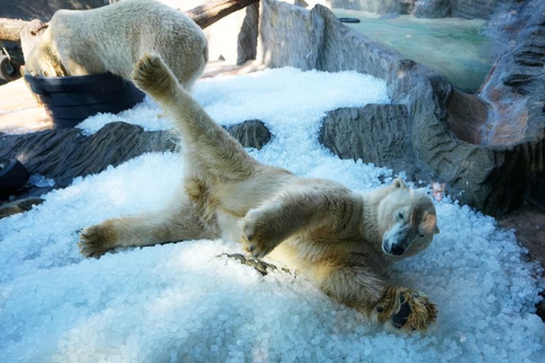 Osos polares se refrescan en una pila de hielo colocada en su recinto en un día caluroso y soleado en el Zoo de Praga, República Checa, el jueves 30 de julio de 2026. (AP Foto/Petr David Josek)