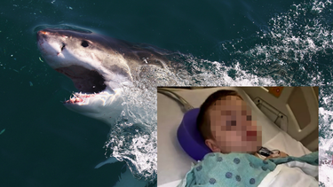 tiburon muerde a un nino de 9 anos mientras surfeaba en miami beach