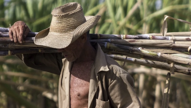 cuba registra peor cosecha de azucar en mas de 100 anos