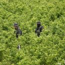 EEUU: Cultivo de coca en Colombia cayó en el 2018