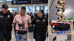 insolito: cubano llega a miami de la habana con 10 pajaros vivos escondidos en la ropa interior