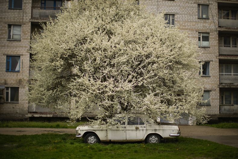 Un auto está estacionado bajo un árbol en un pueblo parcialmente abandonado en Chernóbil, Ucrania, el martes 26 de abril de 2022. (AP Foto/Francisco Seco)