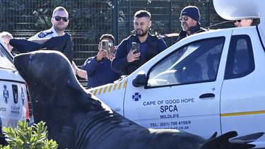 Miembros de la Sociedad para la Prevención de la Crueldad contra los Animales (SPCA) observan a un elefante marino acorralado en una calle de Gordons Bay, cerca de Ciudad del Cabo, Sudáfrica, el martes 27 de mayo de 2025. (AP Foto)