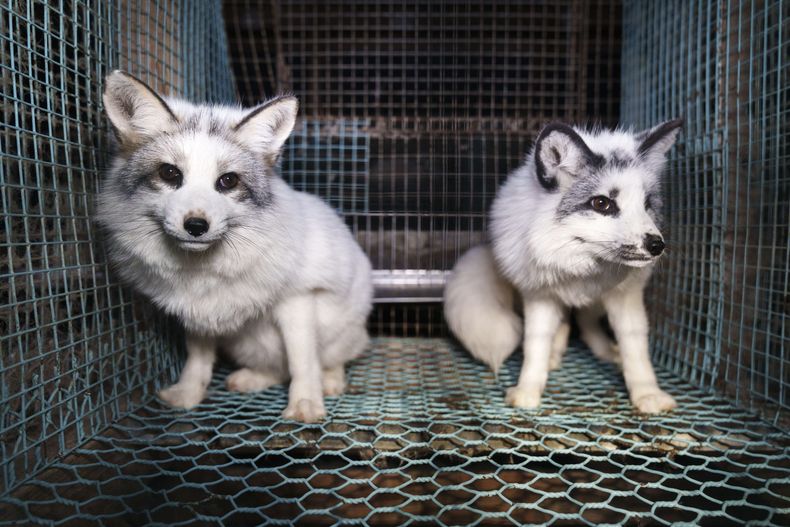 Esta foto facilitada por Humany Society International muestra zorros dentro de una jaula en una granja peletera en el oeste de Finlandia, a finales de octubre de 2024. (Humany Society International/Oikeutta Elaimille via AP)
