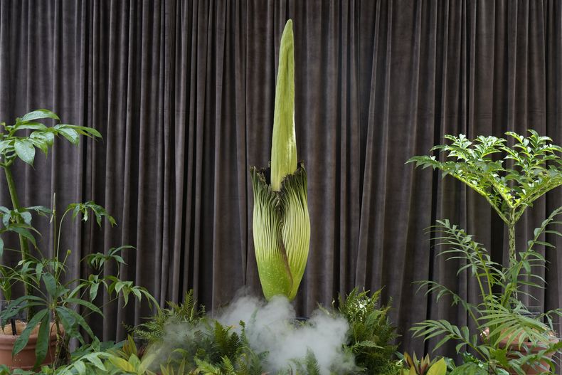 Una planta amenazada, conocida como flor cadáver por su fétido olor, a punto de florecer en el Real Jardín Botánico de Sydney, Australia, el 23 de enero de 2025. (AP Photo/Rick Rycroft)