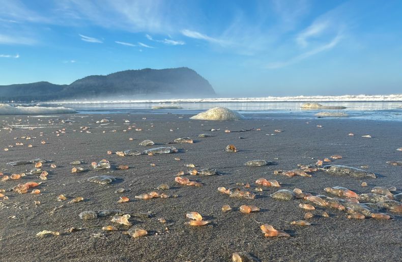 Esta foto proporcionada por el Acuario Seaside muestra pepinos de mar en una playa de Seaside, Oregon, el martes 21 de octubre de 2025. (Tiffany Boothe/Acuario Seaside vía AP)