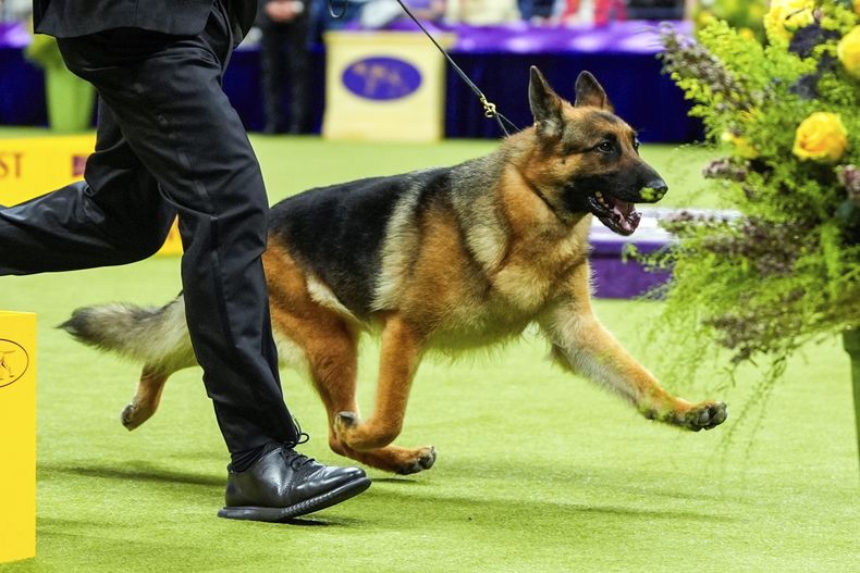 ARCHIVO — Mercedes, una pastora alemana, participa en la competencia Best in Show en la 148a exhibición canina del Westminster Kennel Club, el 14 de mayo de 2024, en el Centro Nacional de Tenis Billie Jean King de la USTA en Nueva York. (Foto AP/Julia Nikhinson, archivo)