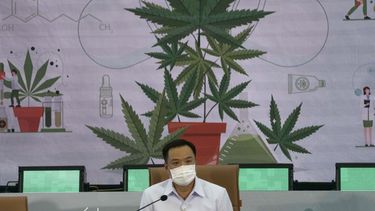 tailandia distribuira plantas gratis de marihuana