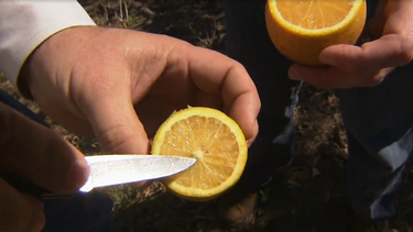 retienen cargamento de naranjas procedente de colombia