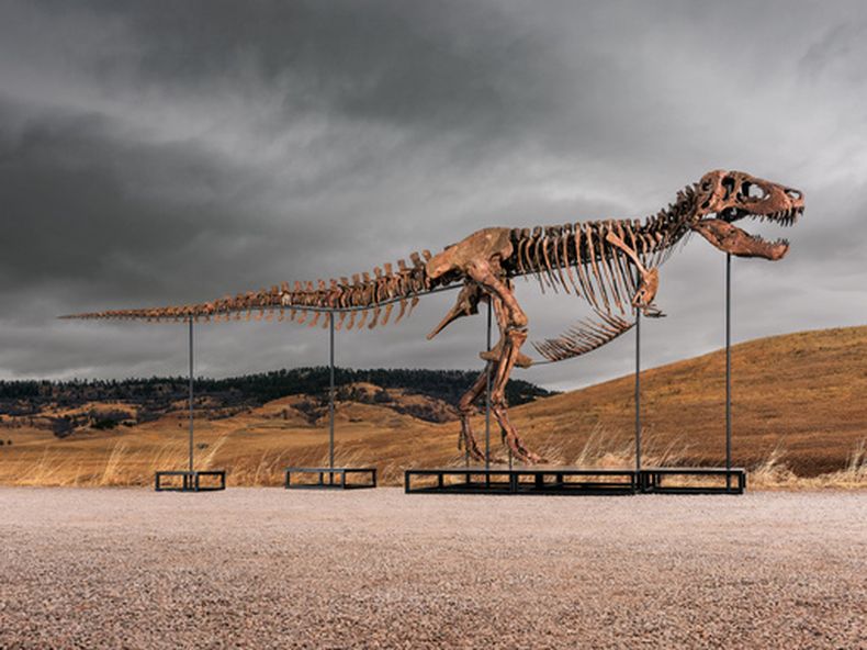 Esta foto sin fecha proporcionada por Sothebys el martes 14 de julio de 2026 muestra a Gus, uno de los especímenes de Tyrannosaurus rex más grandes y completos jamás descubiertos. (Matthew Sherman/Sothebys vía AP)