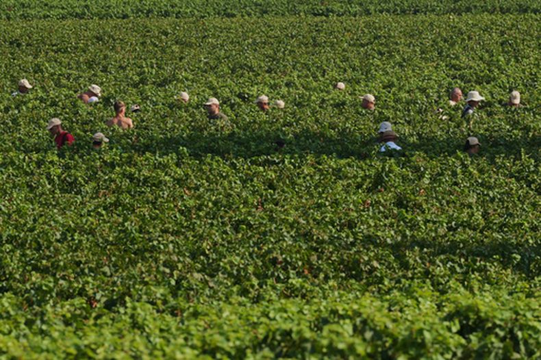Trabajadores recogen uvas para vino durante la vendimia en Corte Franca, en el norte de Italia, el jueves 6 de agosto de 2026. (AP Foto/Antonio Calanni)