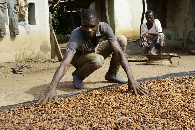 ARCHIVO - Sylvain Ngoran seca granos de cacao el 24 de octubre de 2022 en el poblado de Bocanda, Costa de Marfil. (AP Foto/Diomande Bleblonde, archivo)