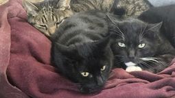 Esta foto facilitada por Joseph Journell de San Bernardino, California, muestra a dos de sus gatos, Alexander, al fondo, y Tuxsie, a la derecha, que murieron de gripe aviar tras beber leche cruda de vaca. (Joseph Journell via AP)