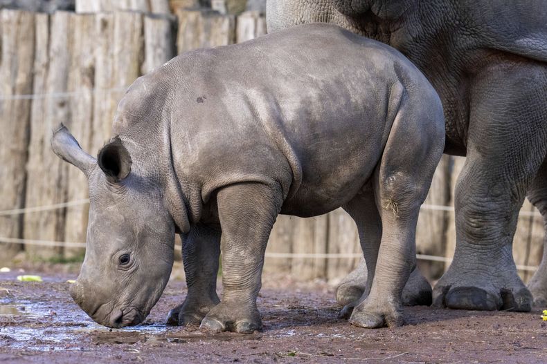Nova, a la izquierda, una rinoceronte blanca del sur en peligro de extinción nacida en enero de 2025, junto a su madre Ellie en el zoológico Paira Daiza de Brugelette, Bélgica, el miércoles 26 de febrero de 2025. (AP Foto/Marius Burgelman)
