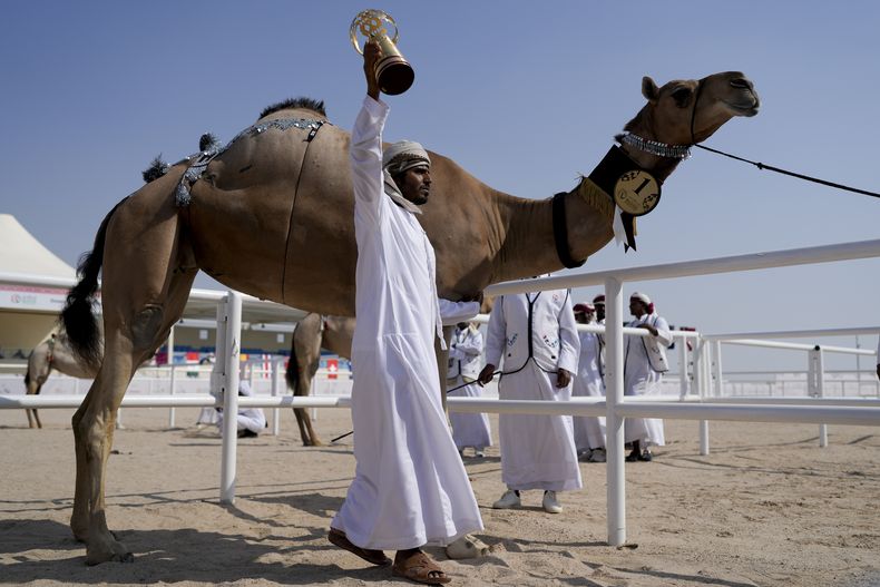 DEP-FUT MUNDIAL CONCURSO DE CAMELLOS