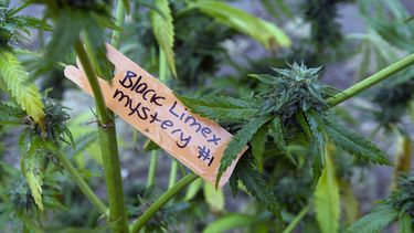 california, massachusetts aprueban consumo de marihuana