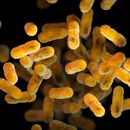 Esta ilustración de 2016, proporcionada por los Centros para el Control y la Prevención de Enfermedades (CDC, por sus siglas en inglés) muestra la bacteria Bordetella pertussis, causante de la tos ferina, basada en imágenes de microscopio electrónico. (Meredith Newlove/CDC vía AP)