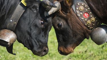 Suizos rechazan planes para conservación de cuernos de vacas