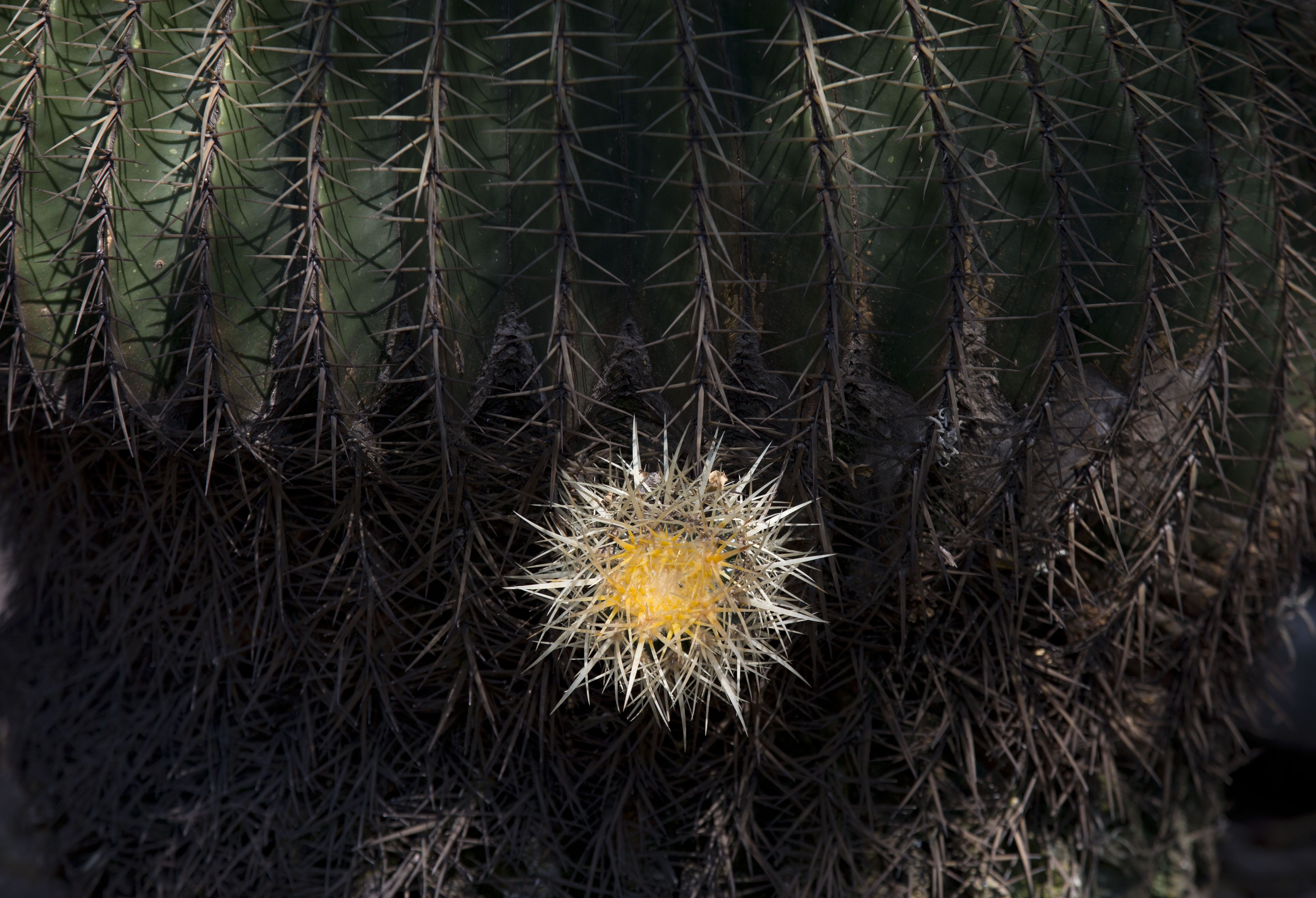 En peligro la tercera parte de las especies de cactus