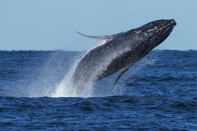 ARCHIVO - Una ballena jorobada salta fuera del agua cerca de la costa de puerto Stephens al norte de Sydney, Australia, el 18 de junio de 2025. (AP Foto/Mark Baker, Archivo)