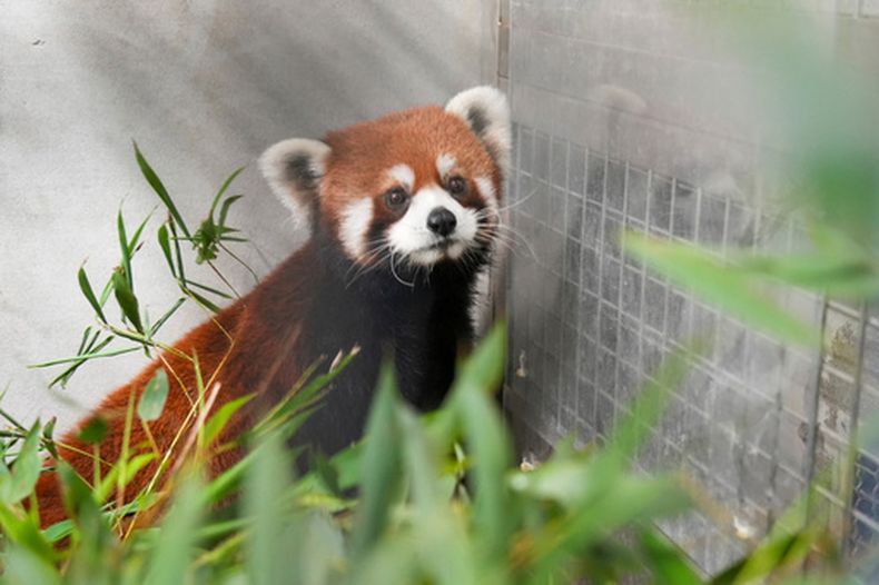 Foto del 6 de junio del 2026 entregada por el Zoológico de Taipéi que muestra a un oso panda regalado por China, en ese zoológico. (Zoológico de Taipéi via AP)