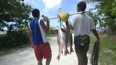 Si sorprenden al pescador vendiendo pescado, se complica con fuerte multa, pérdida de licencia, y decomiso de artes de pesca.