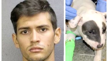 americateve | perrito.jpg