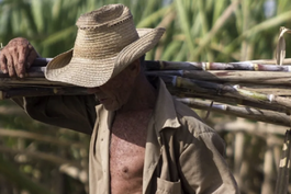 Cuba registra peor cosecha de azúcar en más de 100 años