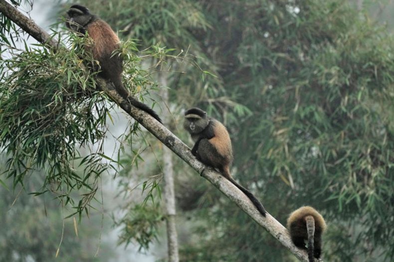 Monos dorados descansan en un árbol de bambú en el Parque Nacional de los Volcanes, el jueves 19 de marzo de 2026, en Kinigi, Ruanda. (AP Foto/Brian Inganga)