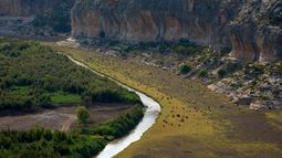 Varias cabras pastan a lo largo del río Pecos cerca de su confluencia con el río Bravo, en la frontera entre Estados Unidos y México, el viernes 25 de septiembre de 2026, cerca de Comstock, Texas. (AP Foto/John Locher)
